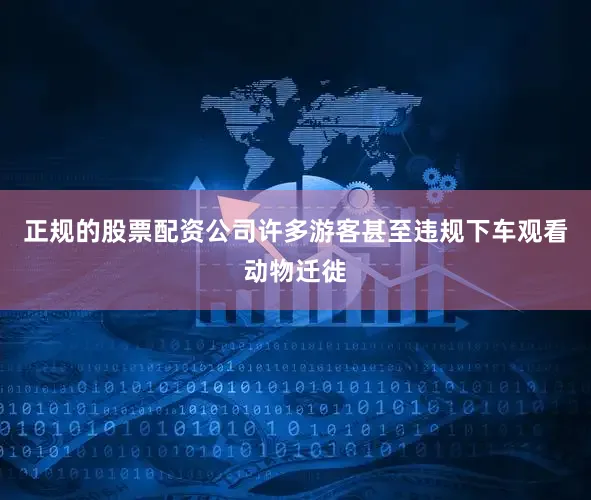 正规的股票配资公司许多游客甚至违规下车观看动物迁徙